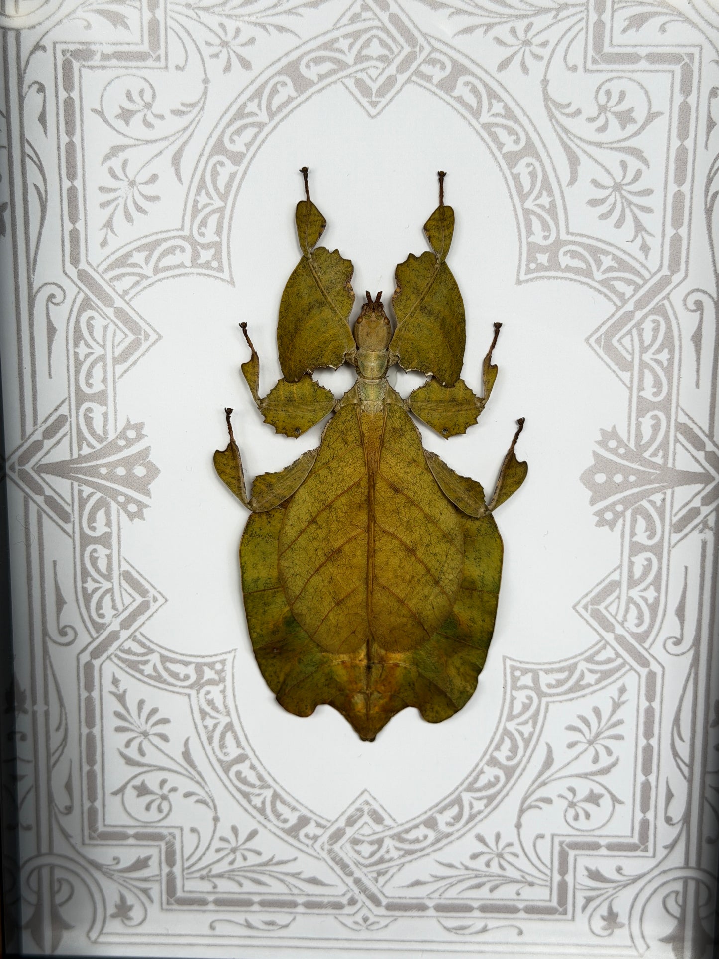 ORANGE LEAF BUG SHADOW BOX