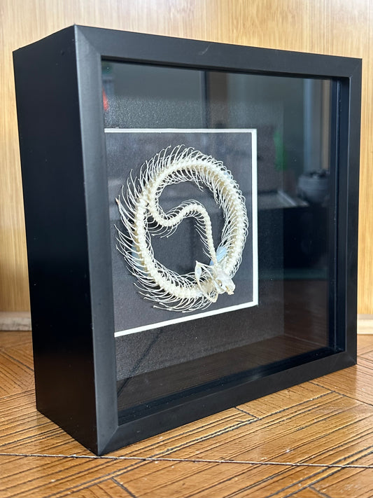 SPECIMEN FRAME - Trimeresurus Albolabris Snake Skeleton