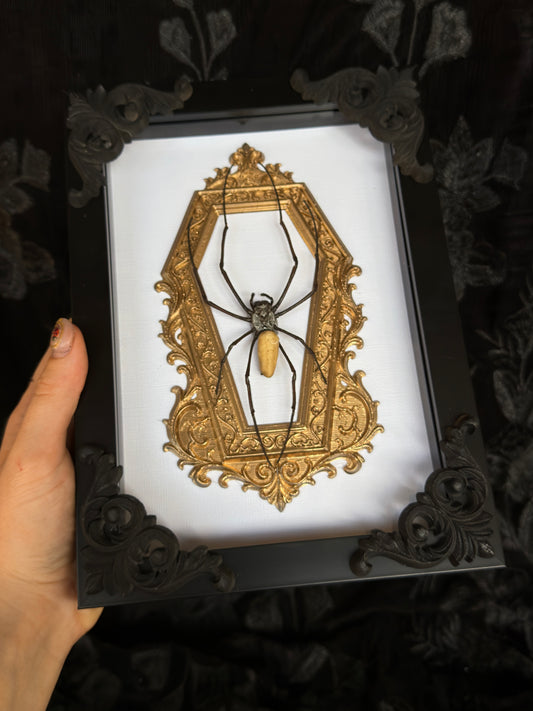 Gold Orb Weaver Spider Nephila vitiana Frames Specimen