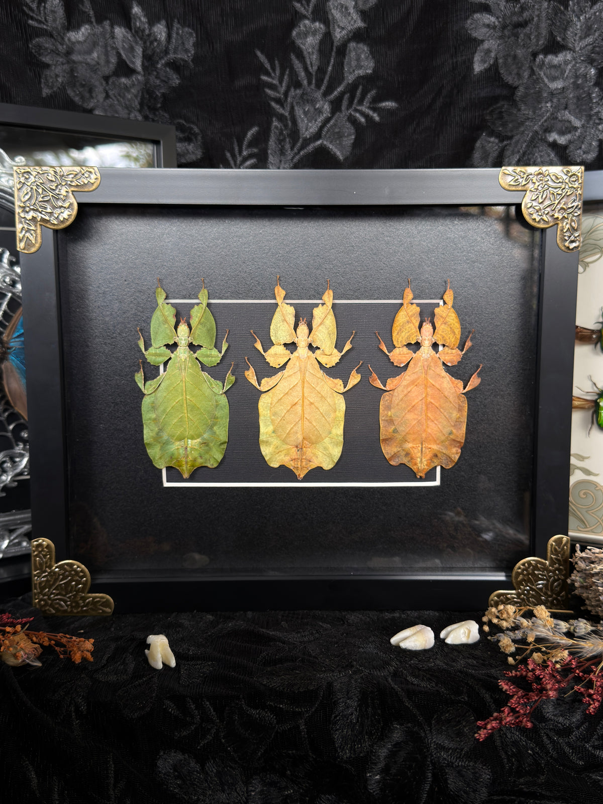 LEAF BUG TRIO - Specimen Frame