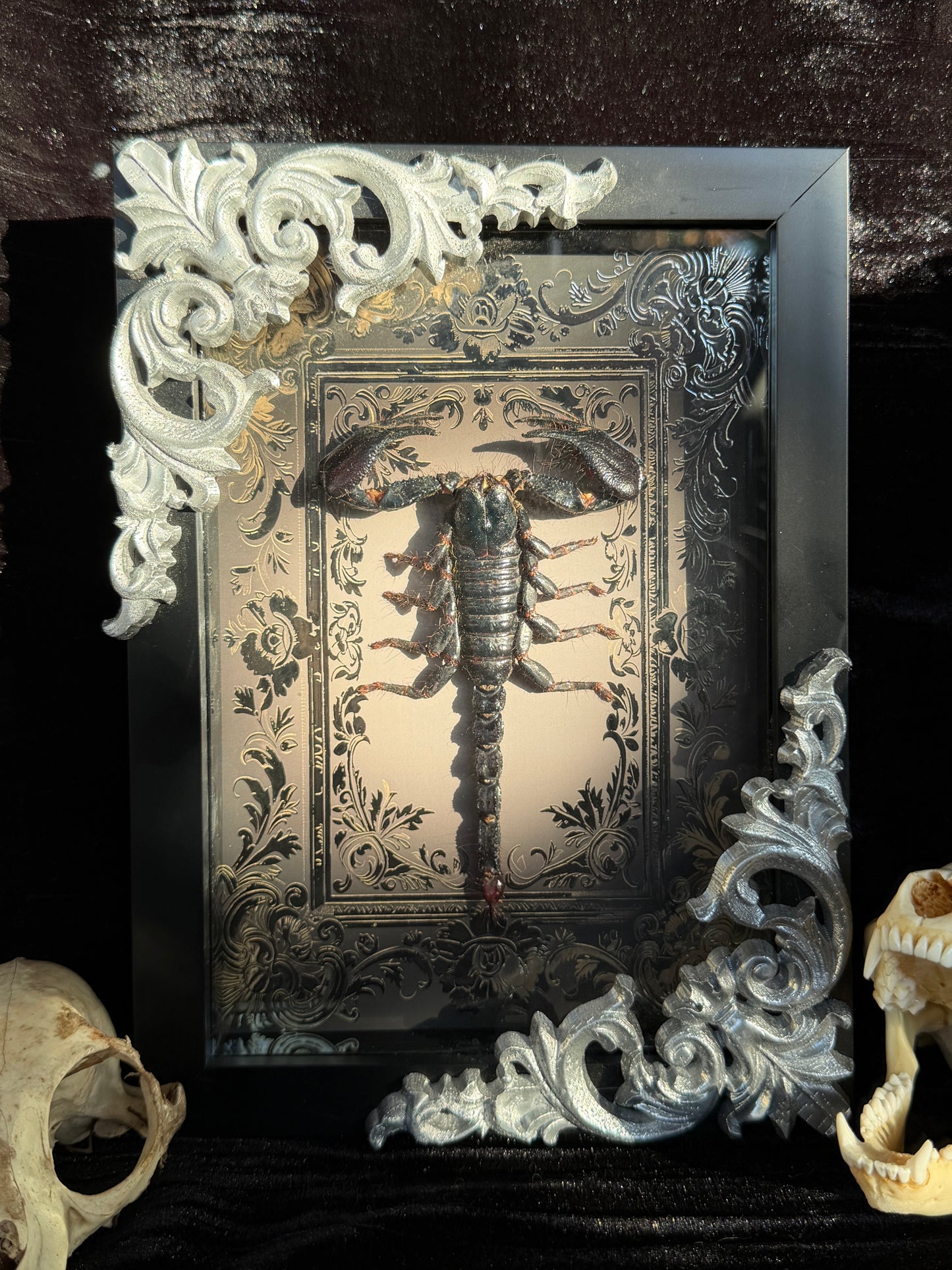 Forest Scorpion - Genus Heterometrus Frames Specimen