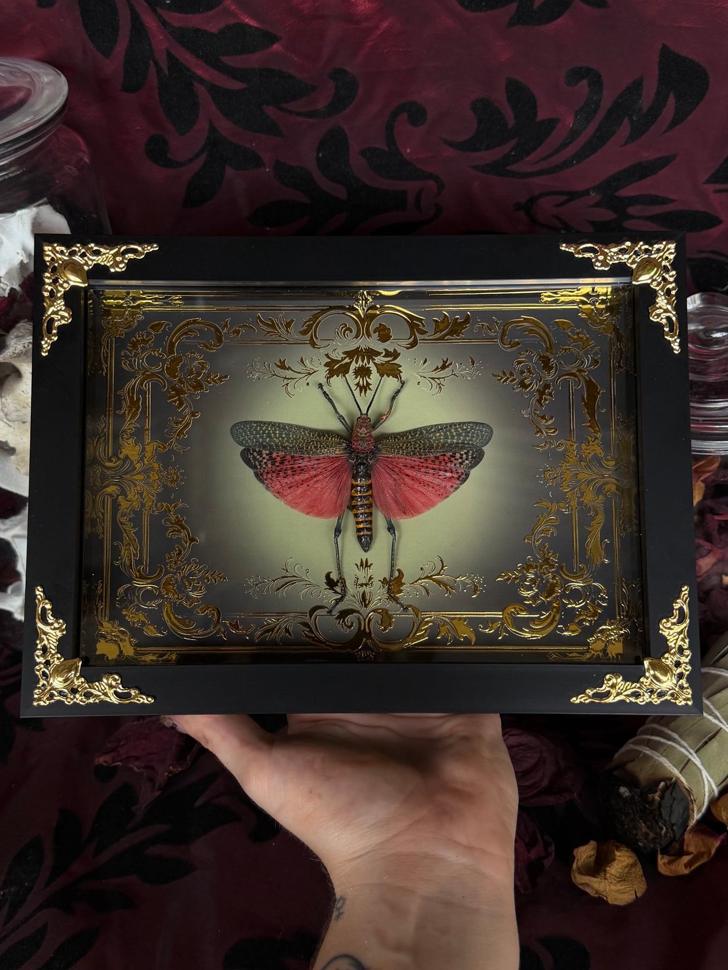 Rainbow Milkweed Locust Phymateus saxosus madagascariensis Tulear Framed Specimen (GOLD)