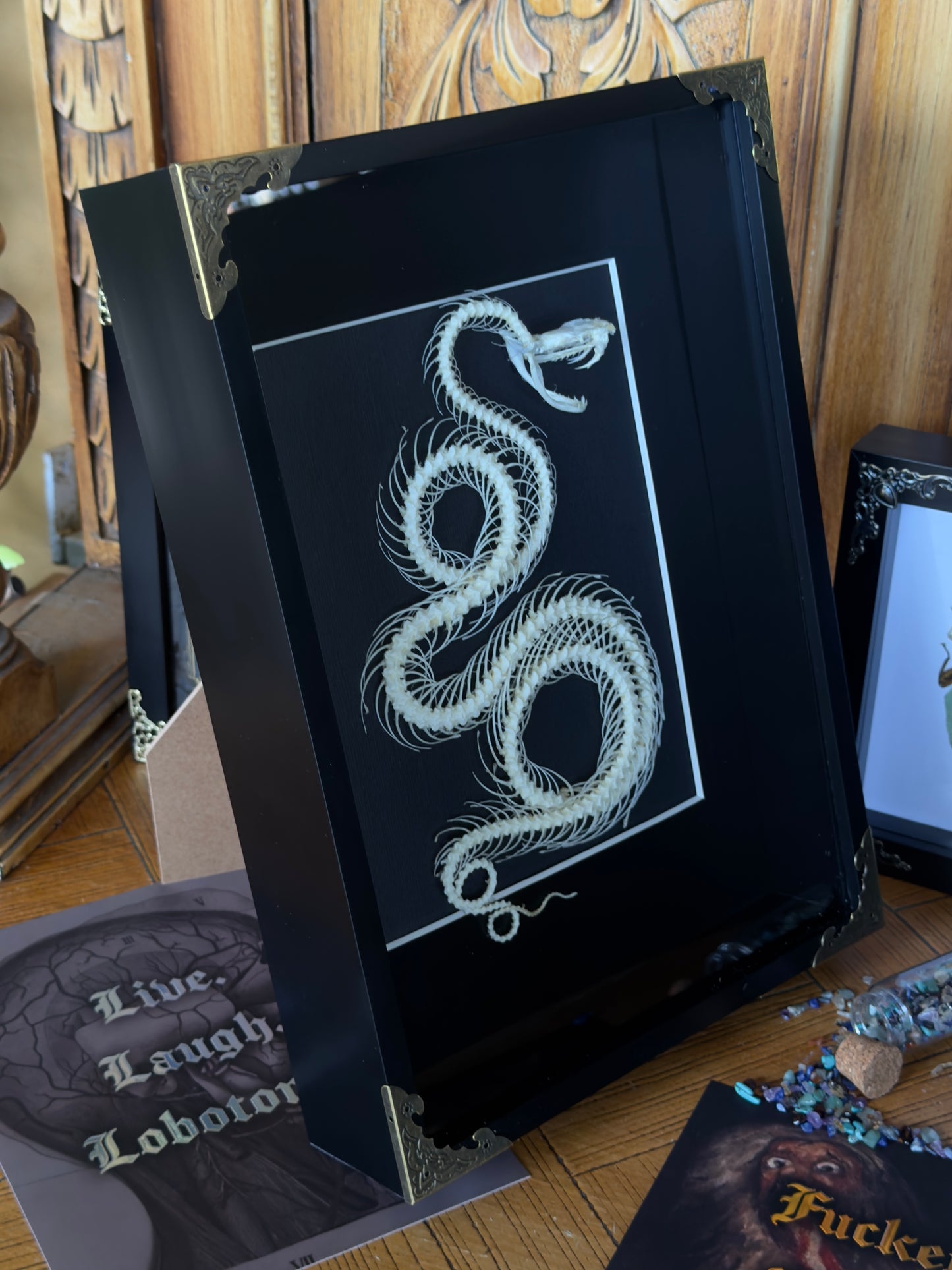 White Lipped Pit Viper Trimeresurus Albolabris Framed Skeleton Specimen