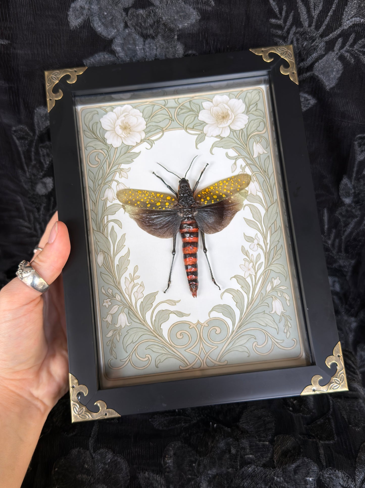 COFFEE LOCUST SHADOW BOX