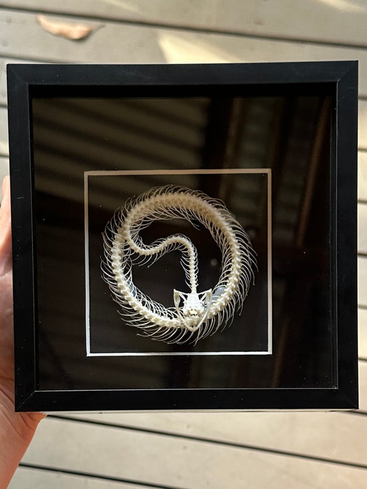 SPECIMEN FRAME - Trimeresurus Albolabris Snake Skeleton