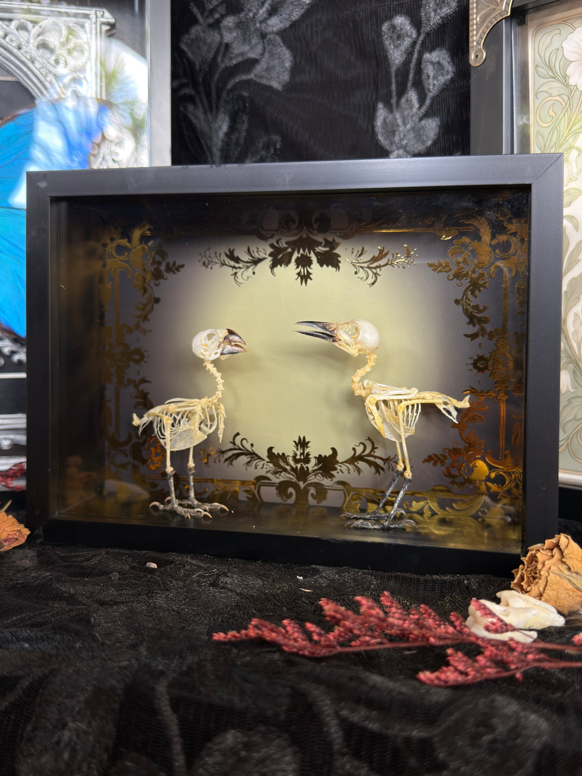 DOUBLE BIRD SKELETON - COMMON IORA & SCALY-BREASTED MUNIA Specimen Frame