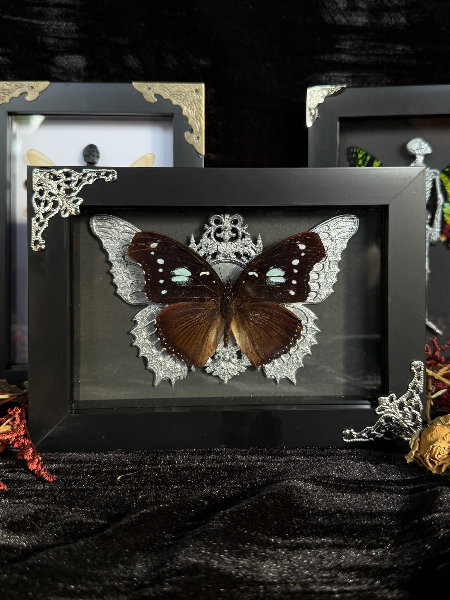 BLUE MOON BUTTERFLY- Framed Specimen * missing antenna*