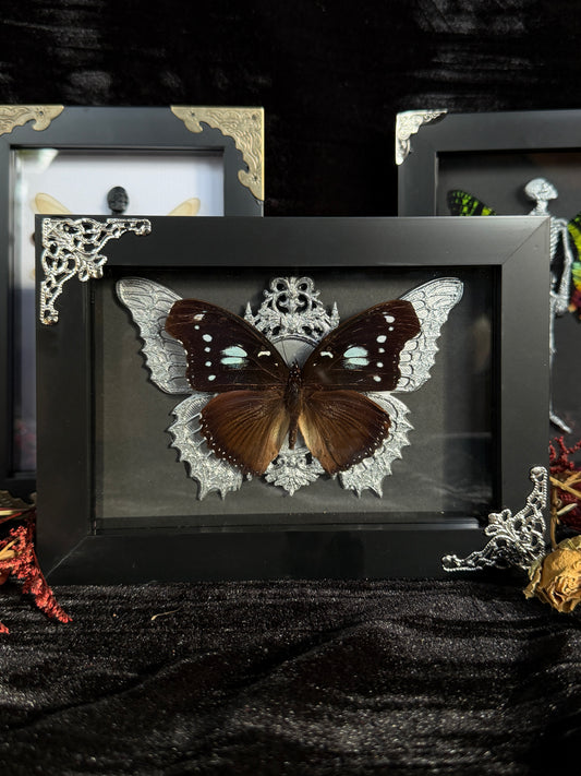 BLUE MOON BUTTERFLY- Framed Specimen * missing antenna*