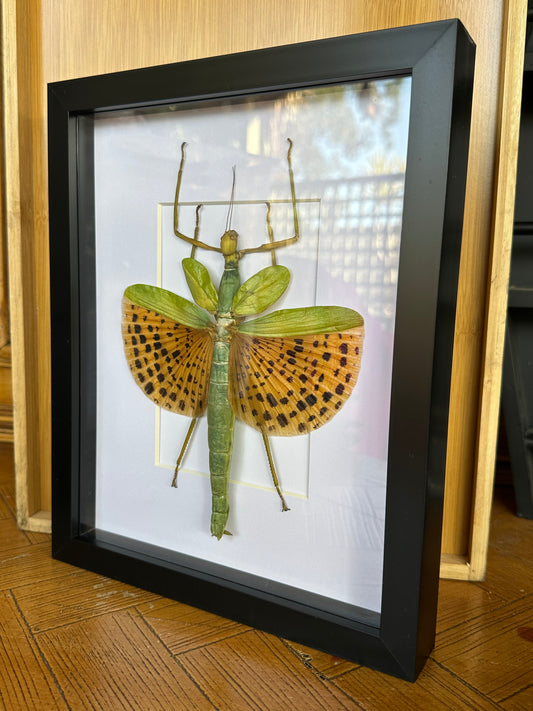 SPECIMEN FRAME - Paracyphocrania Leopard Stopped Stick Insect