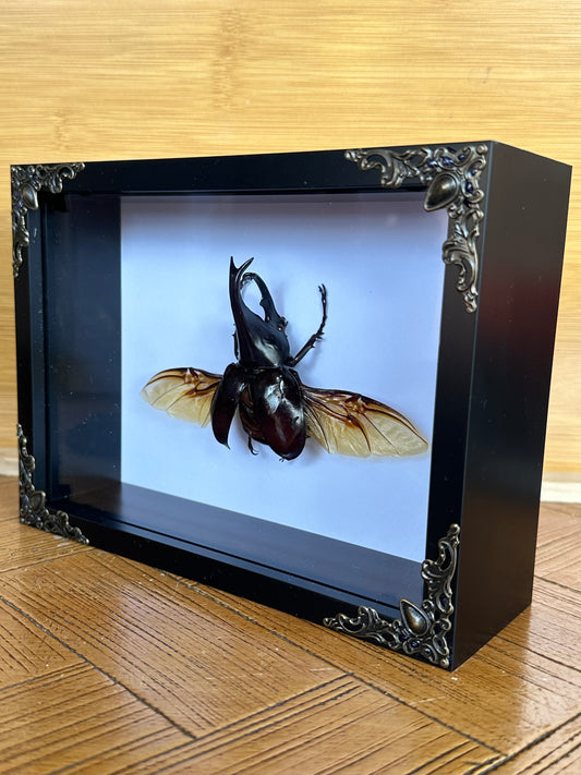 SPECIMEN FRAME - Rhino Beetle