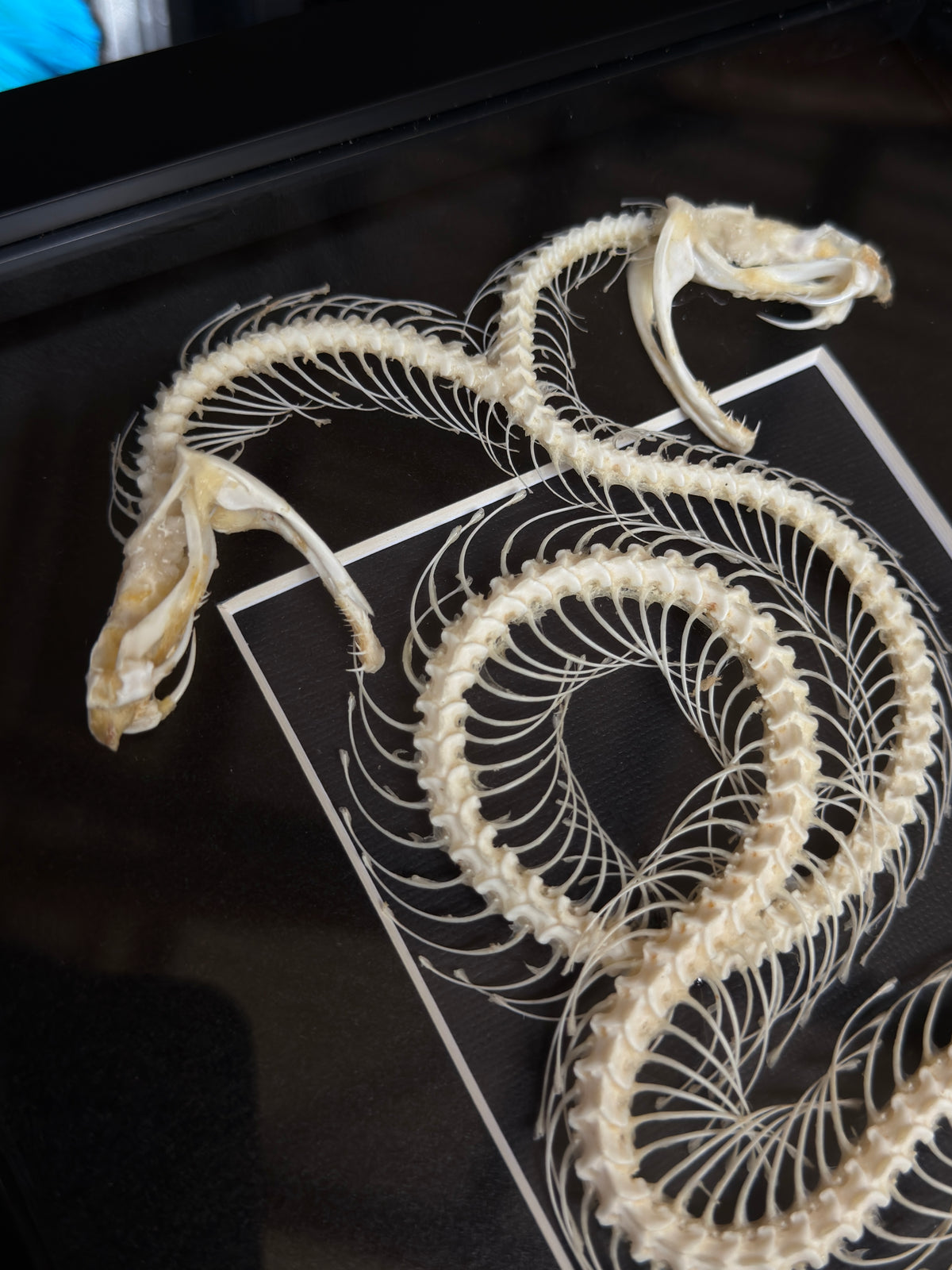 DOUBLE HEADED WHITE LIPPED PIT VIPER - Snake Skeleton Frame