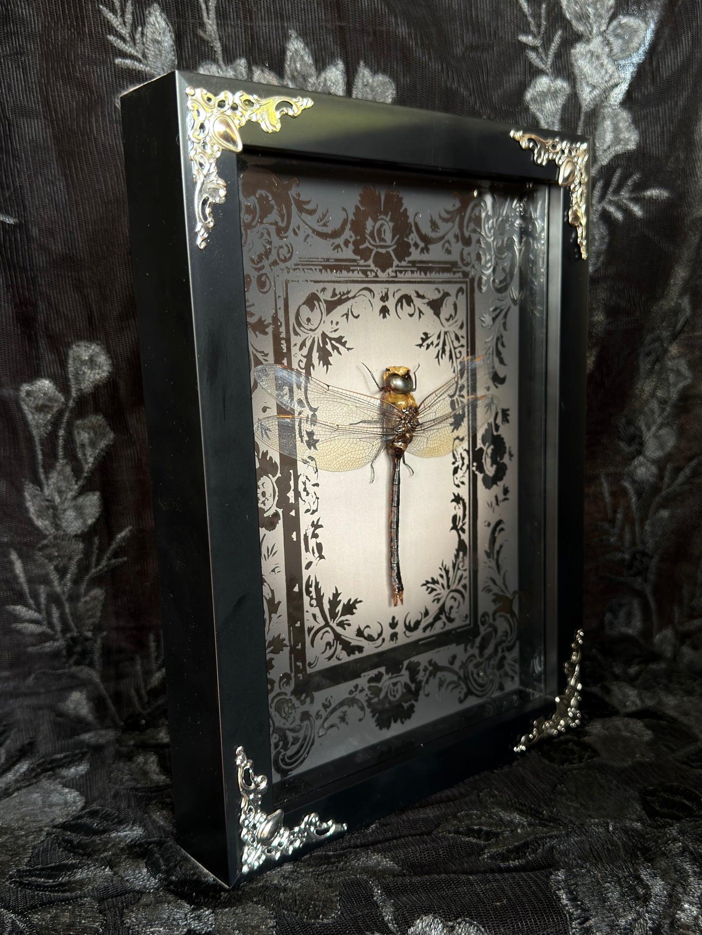 DRAGONFLY SHADOW BOX