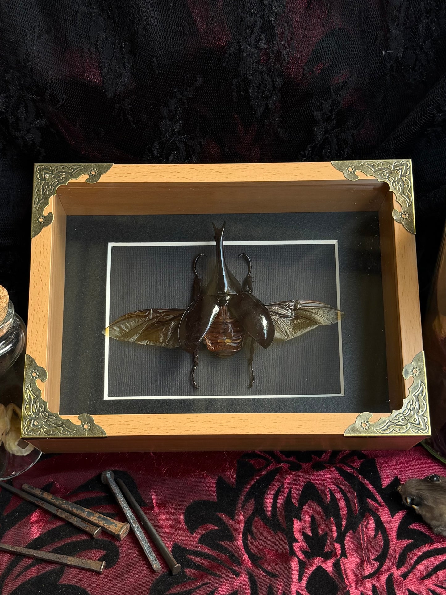 RHINOCEROS BEETLE - Genus Heterometrus Framed Specimen