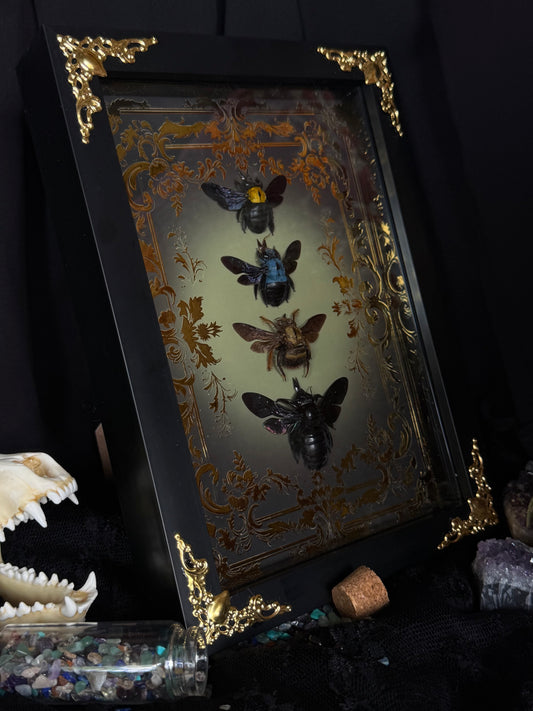 Quad Carpenter Bee Framed Specimens (GOLD) - names in description