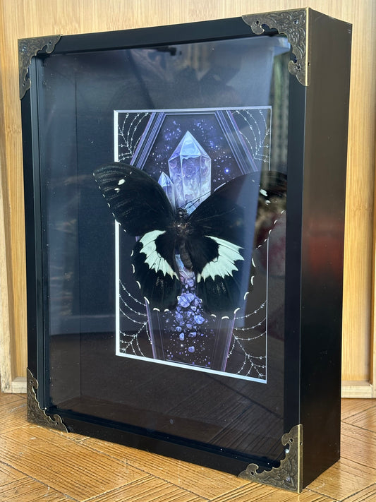 SPECIMEN FRAME - Butterfly (L)