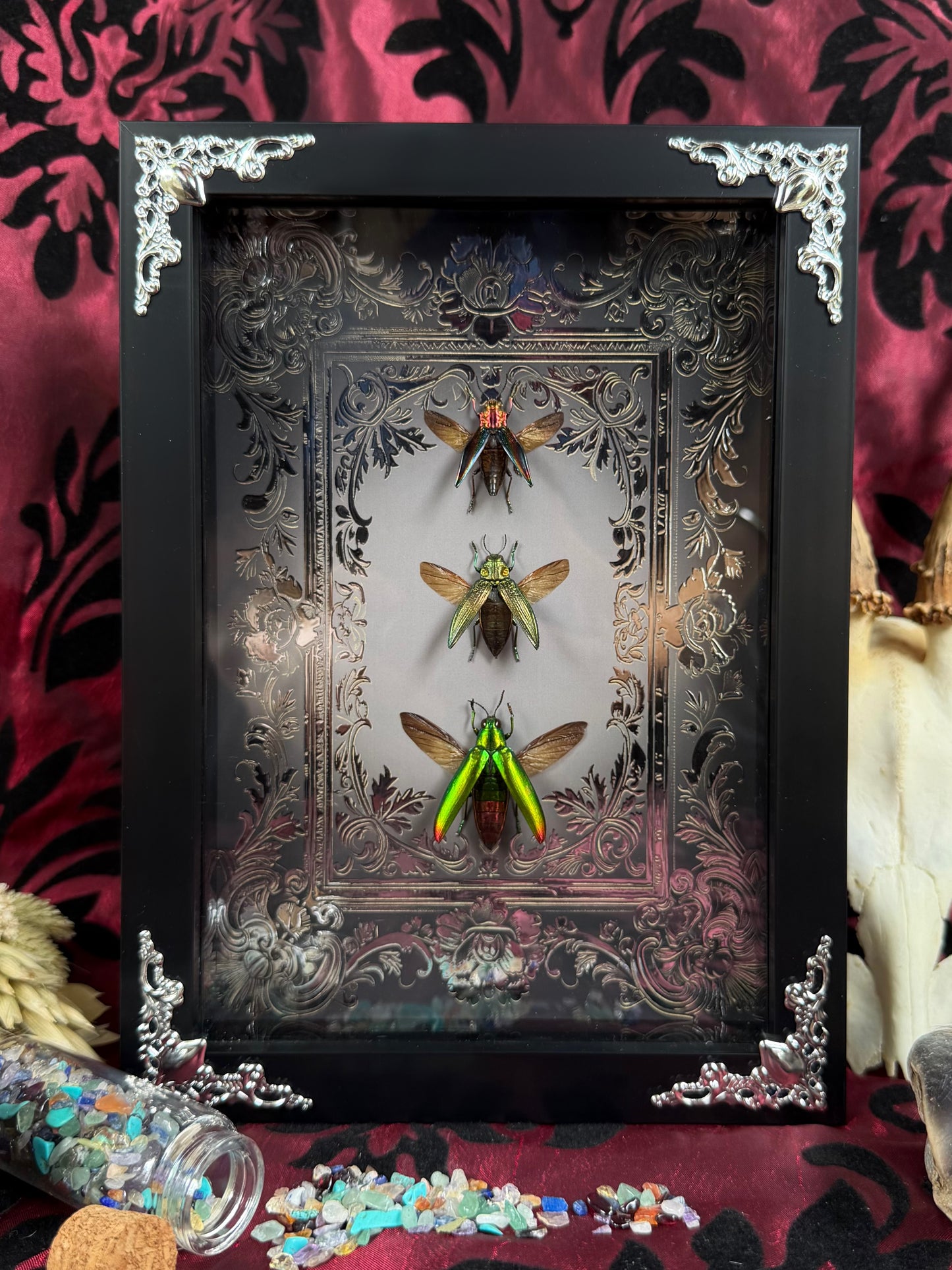 Jewel Beetle Trio Framed Specimens (SILVER) - names in description