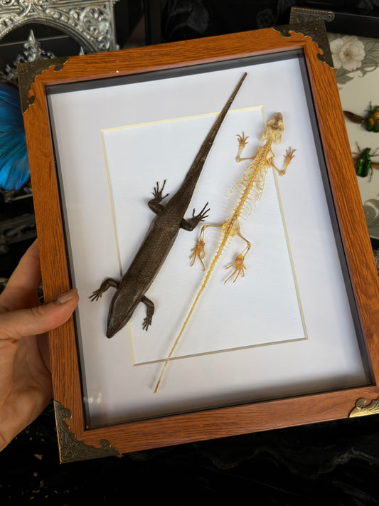 SKINK DUO Indian Brown Skink & Skeleton - A4 Double Specimen Frame
