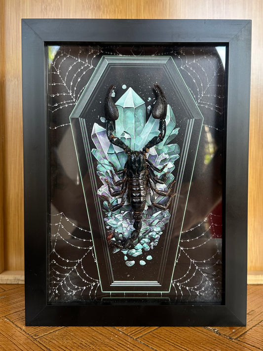 SPECIMEN FRAME - Indonesian Scorpion