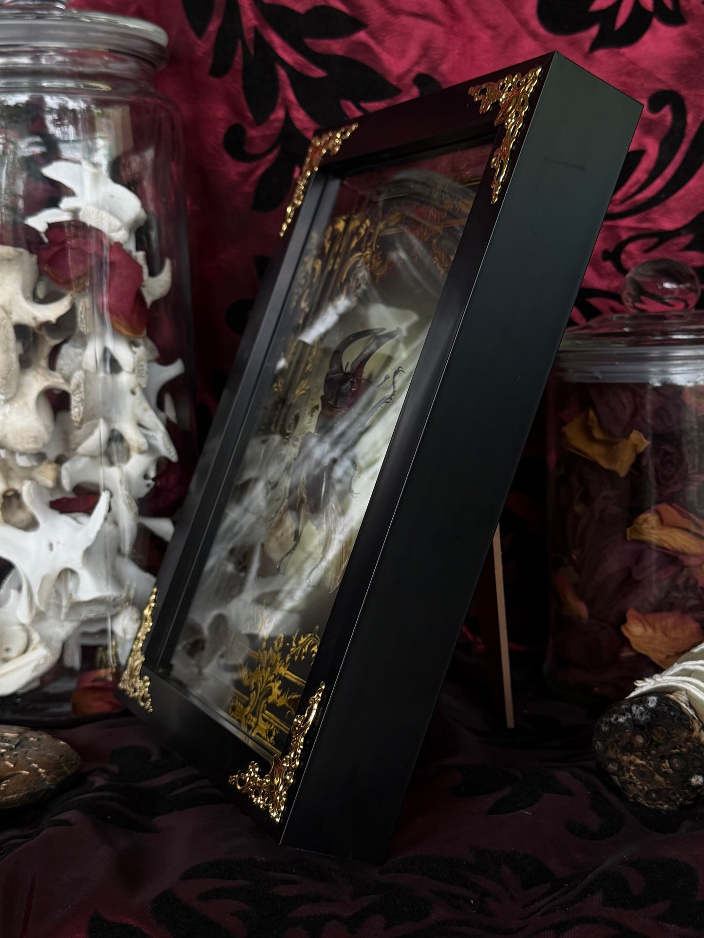 STAG BEETLE - Dorcus titanus yasuokai spread Framed specimen *LOPSIDED WINGS*