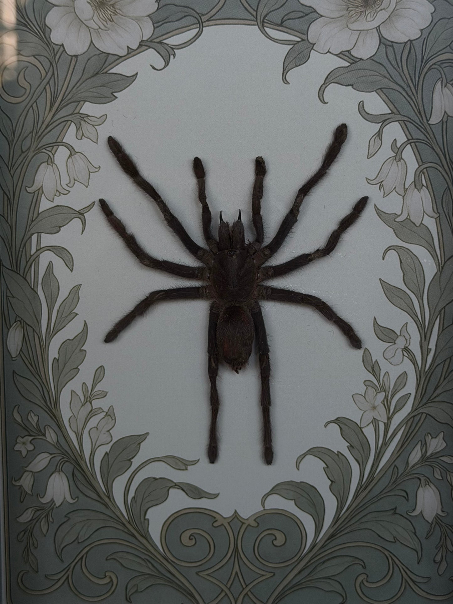 Javan Yellow-kneed Tarantula- Selenocosmia dolichoplectra Framed Specimen (SAGE)