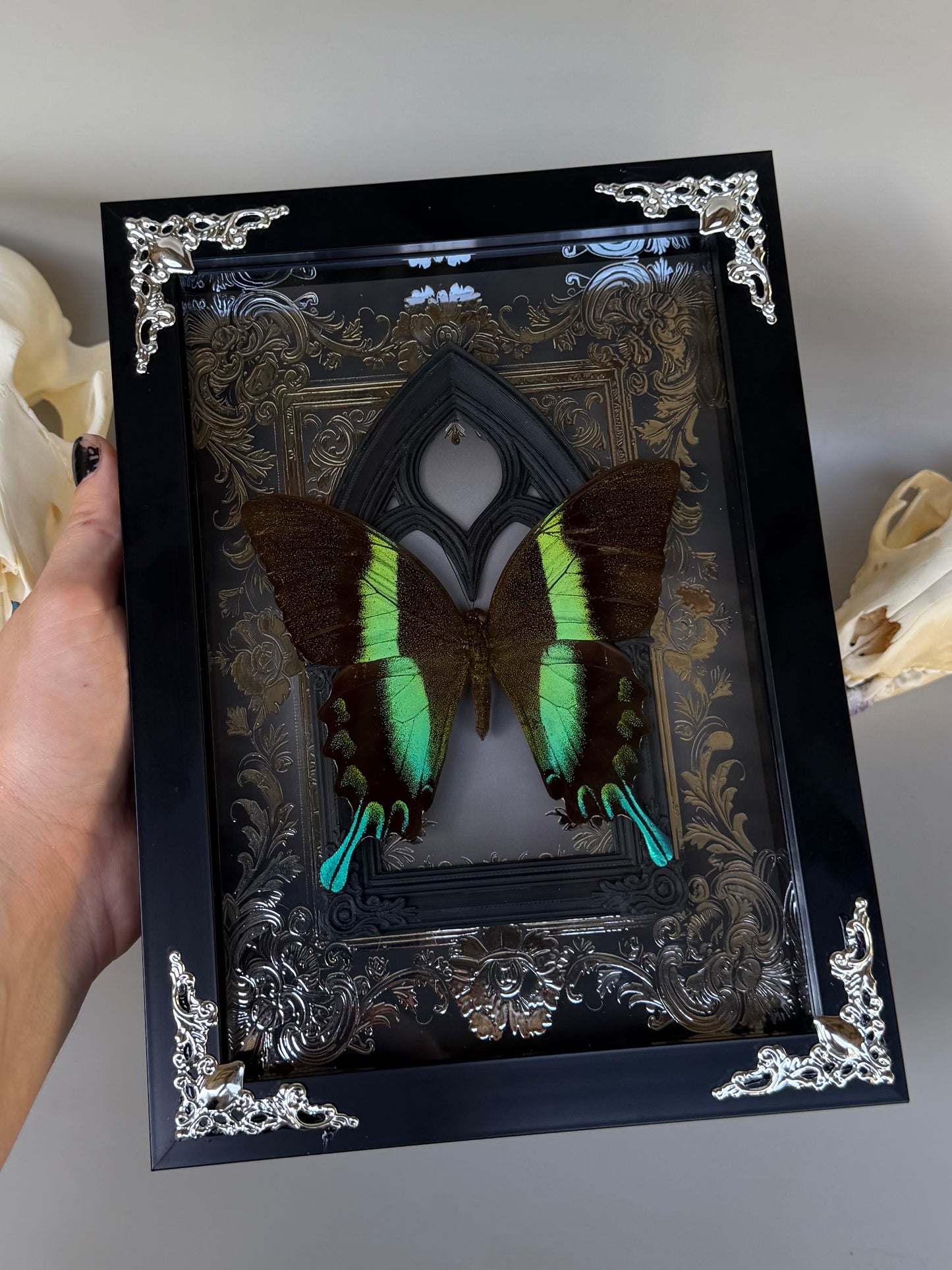 GREEN SWALLOWTAIL - Papilio Blumei Framed Specimen *DAMAGED*