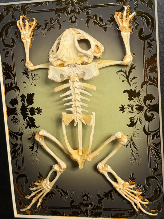 Asian Common Toad Skeleton Cathedral - Duttaphrynus melanostictus Framed Specimen