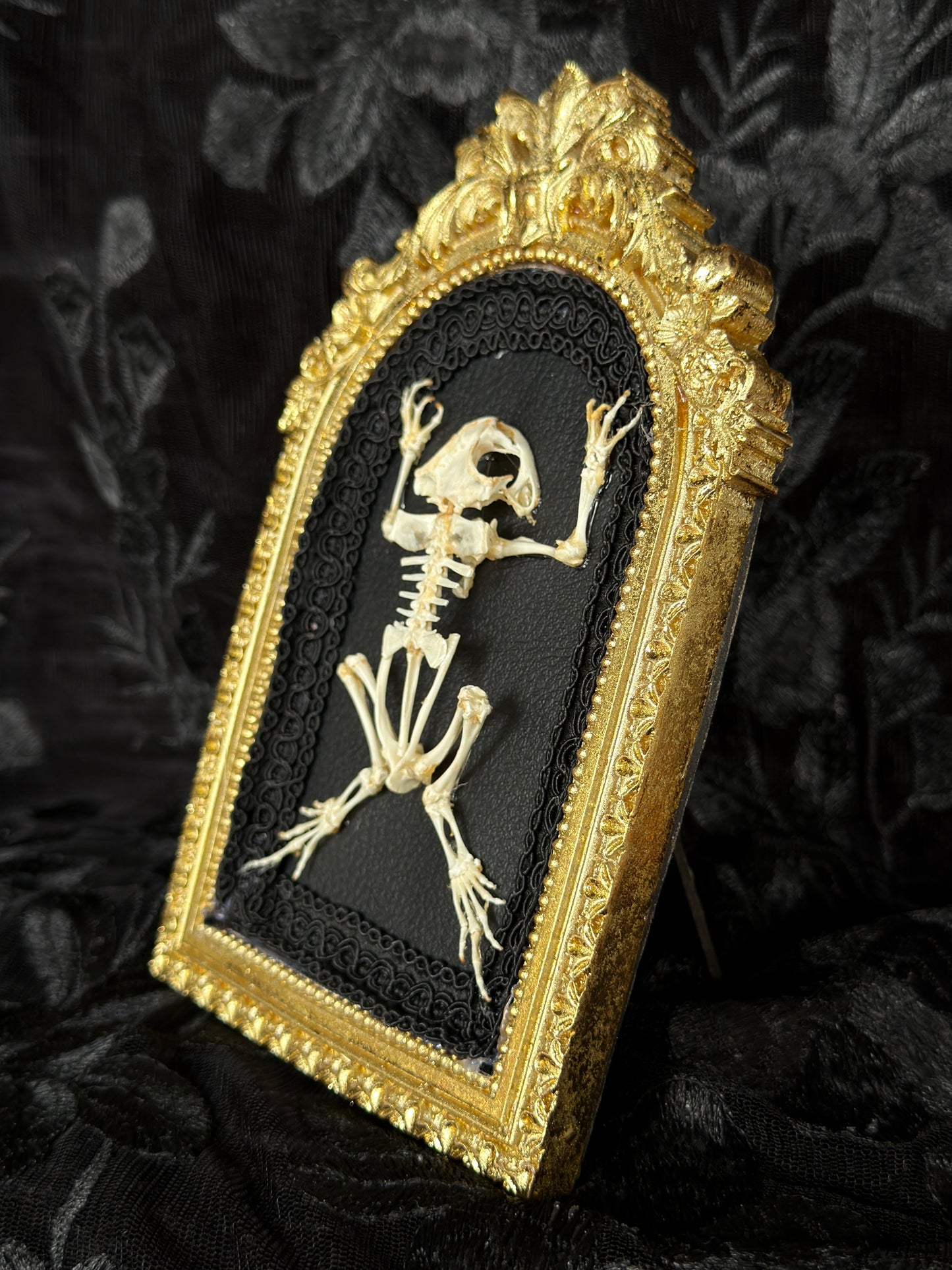 OPEN DISPLAY TOAD SKELETON