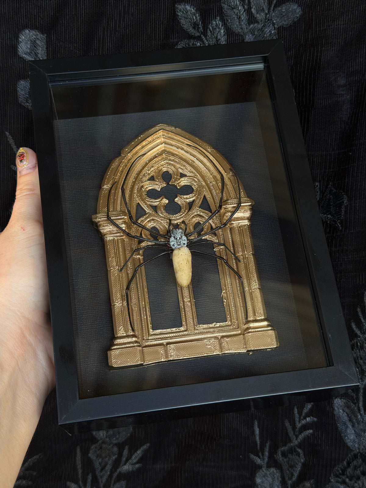 Gold Arch Orb Weaver Spider - Mother of Hades Framed Specimen