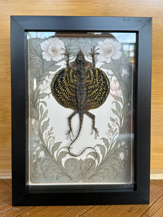 SPECIMEN FRAME - Draco Haematopogon Flying Lizard