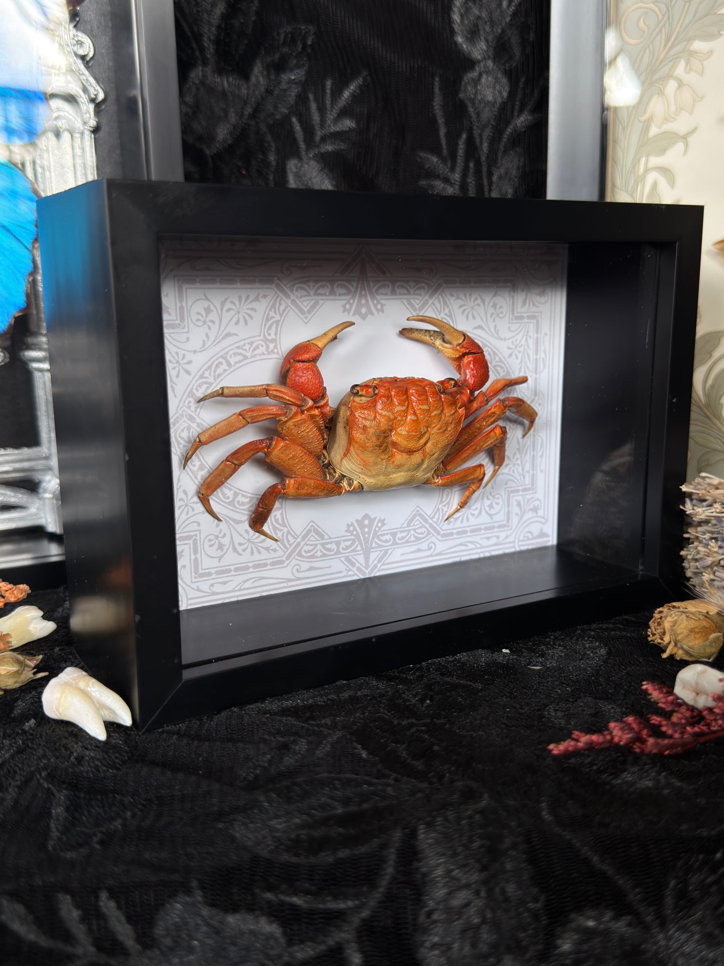 MANGROVE CRAB - Deep Set Specimen Frame