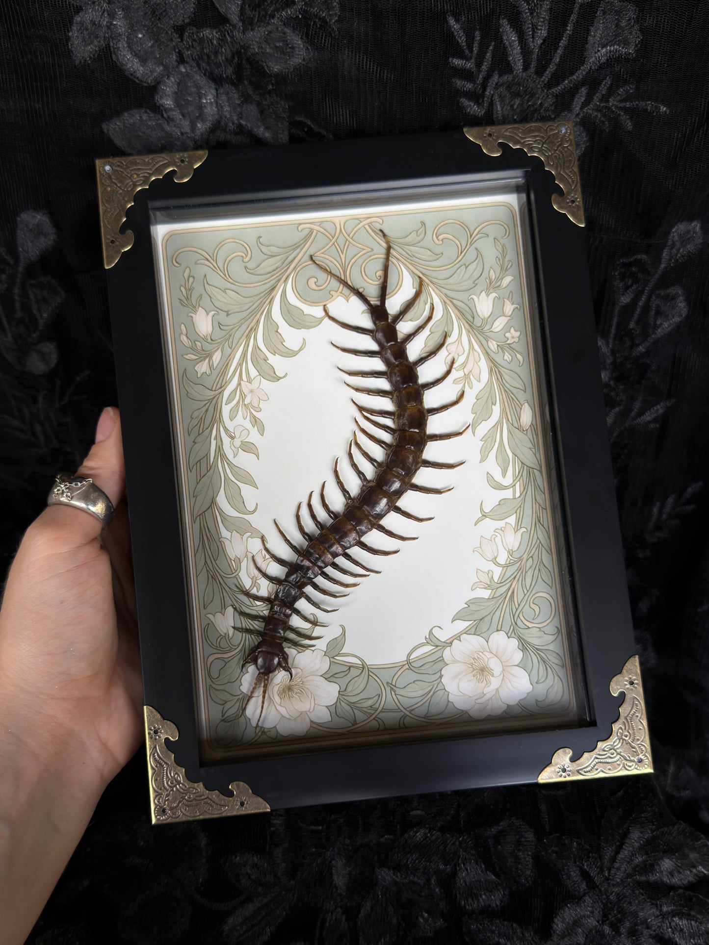 CENTIPEDE SHADOW BOX