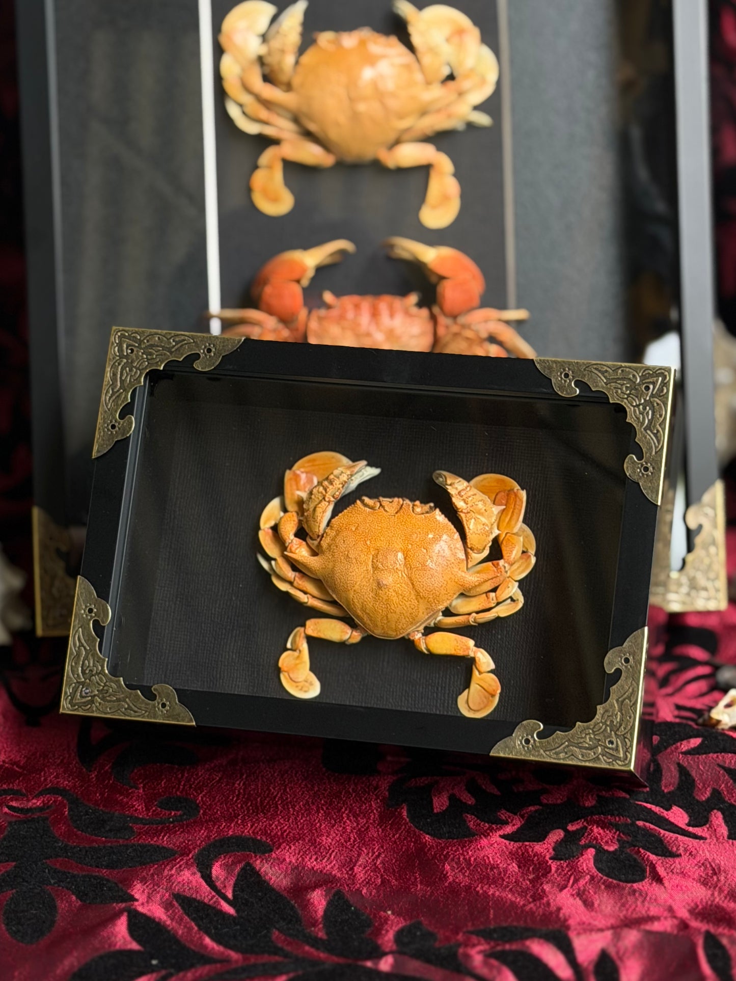 MOON CRAB - Matuta victor Framed Specimen