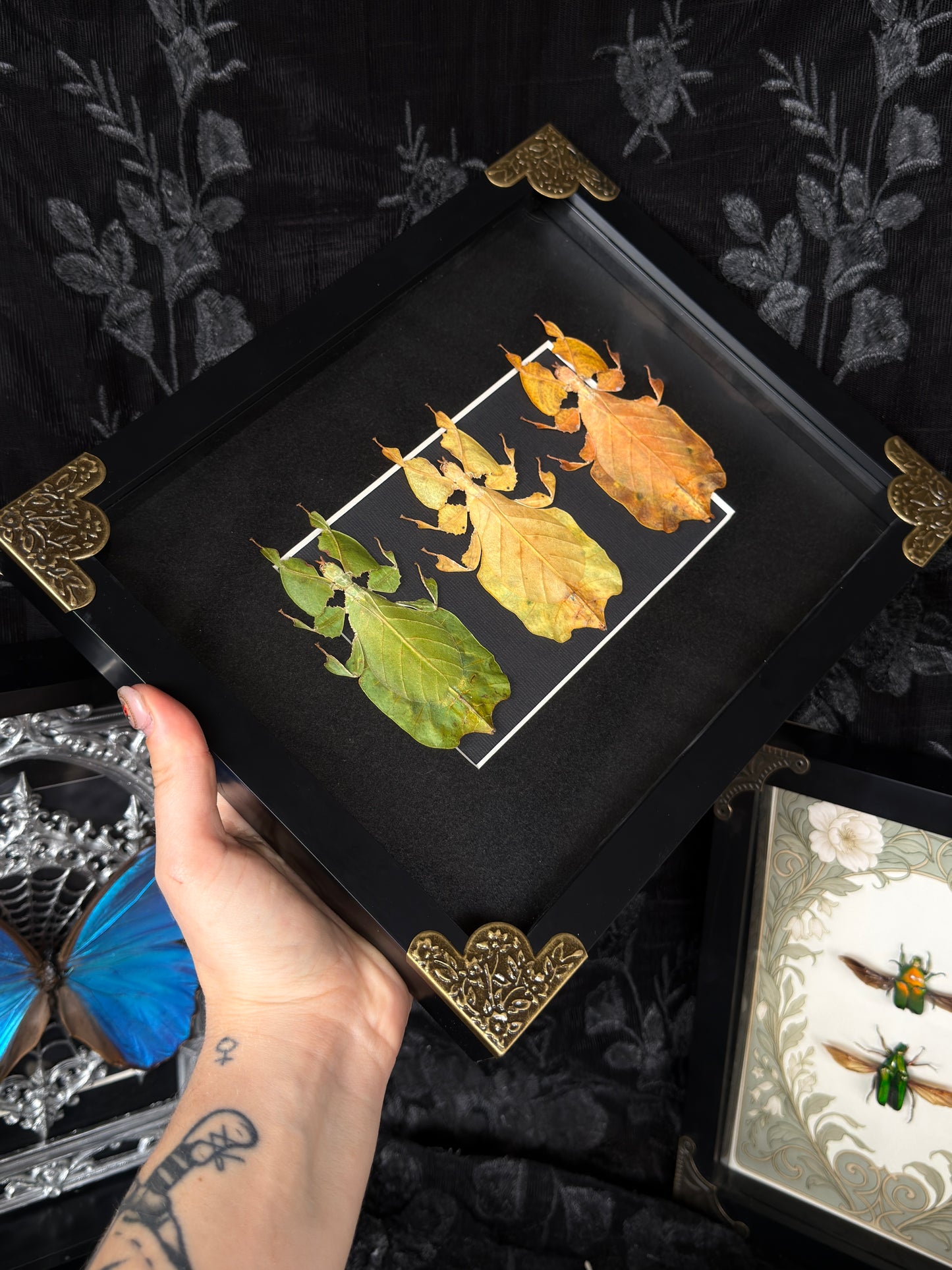 LEAF BUG TRIO - Specimen Frame