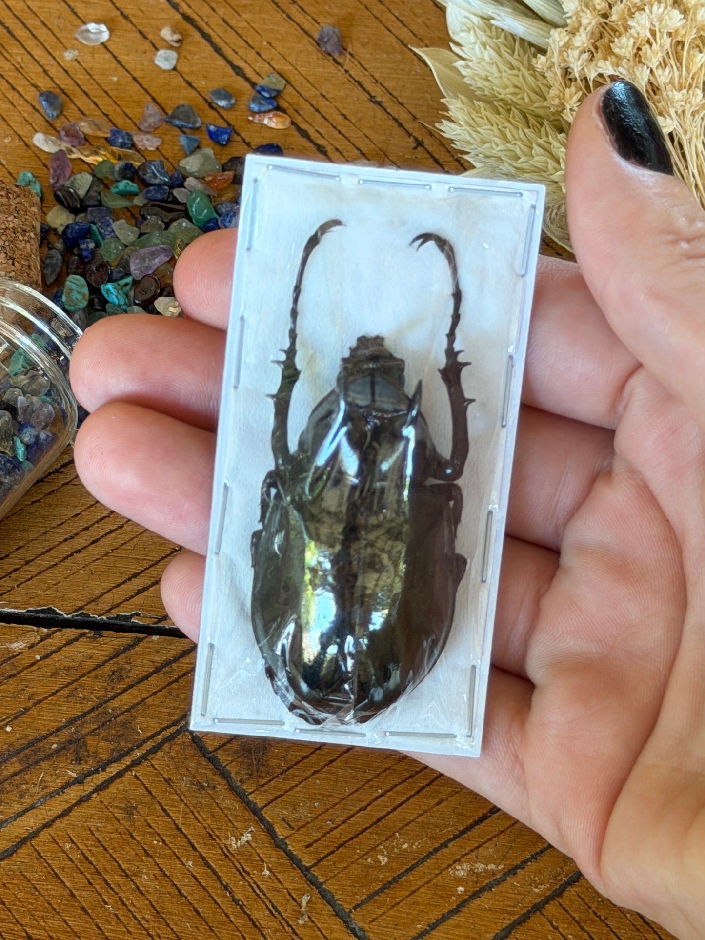 Atlas Beetle - Chalcosoma Atlas Atlas Small