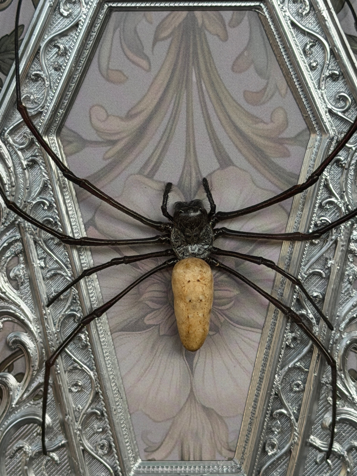 Sage Silver Orb Weaver Spider - Mother of Hades Frame