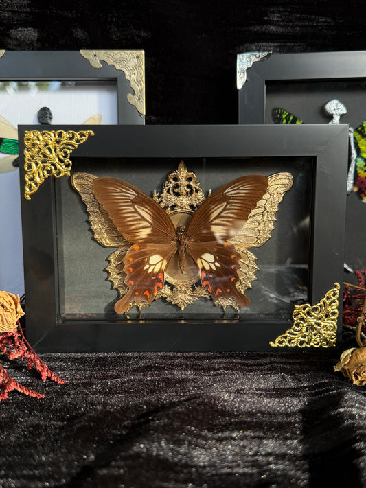 BROWN BUTTERFLY- Framed Specimen