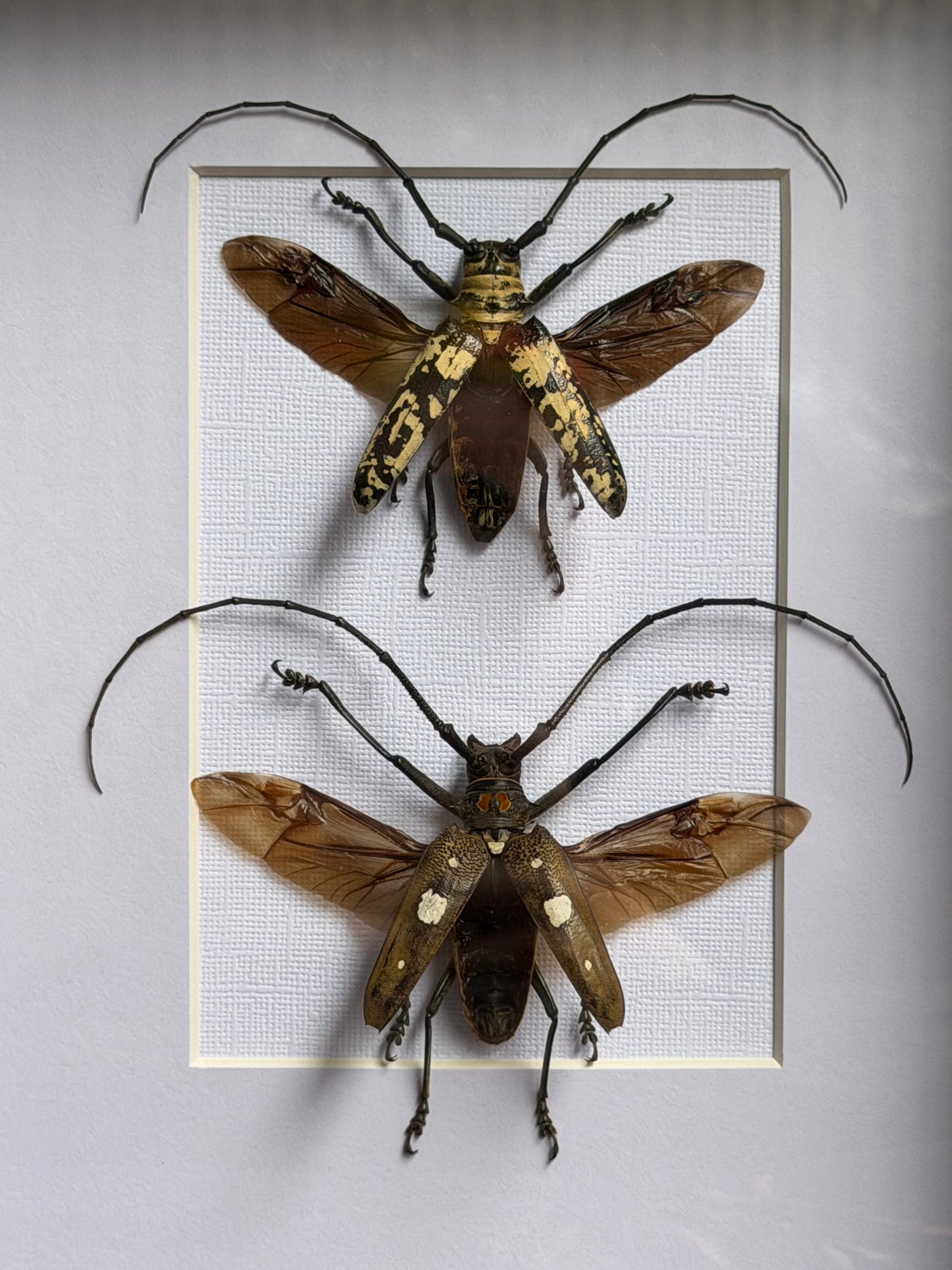 BEETLE DUO - Doesburgia Celebiana & Batocera celebiana A4 Frames Specimen