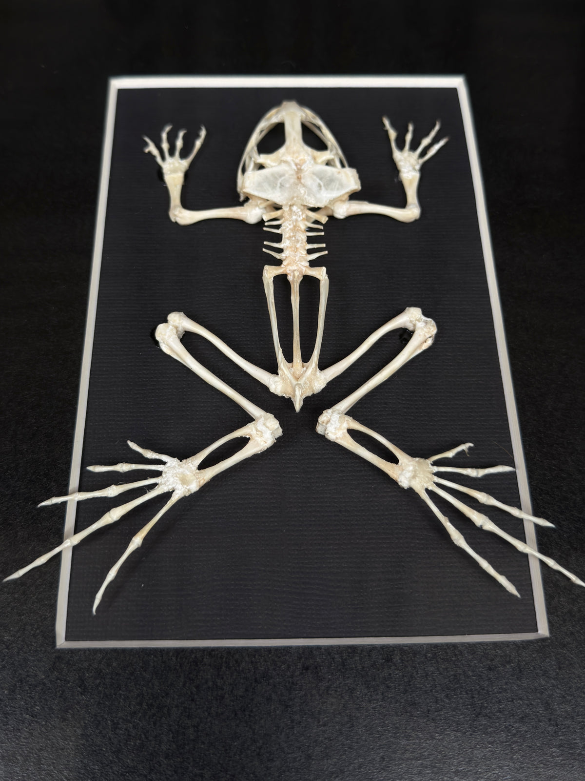 ASIAN GRASS FROG SKELETON - A4 Specimen Frame