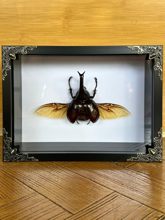 SPECIMEN FRAME - Rhino Beetle