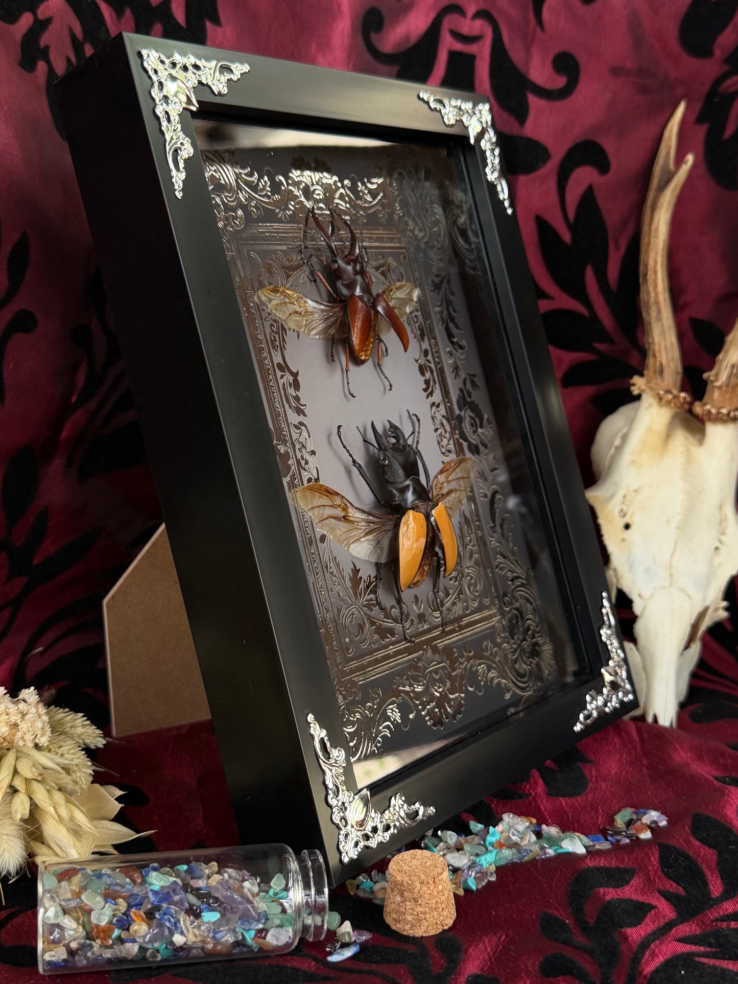 Stag Beetle Duo Framed Specimens (SILVER) - names in description