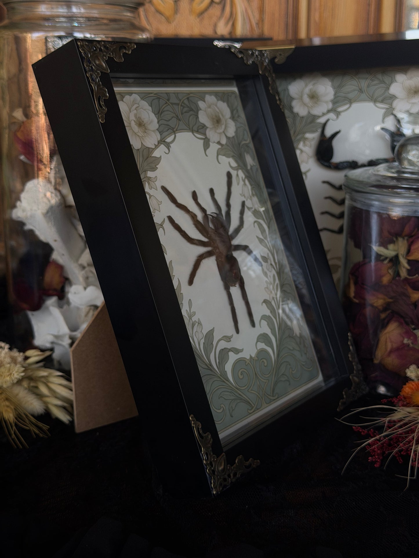 Javan Yellow-kneed Tarantula- Selenocosmia dolichoplectra Framed Specimen (SAGE)