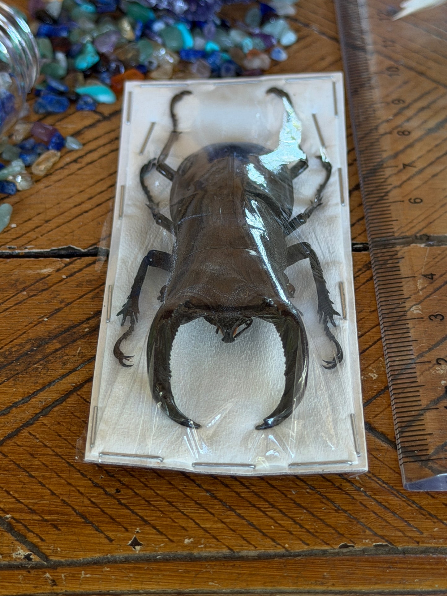 Large Stag Beetle - Hexarthrius Buqueti