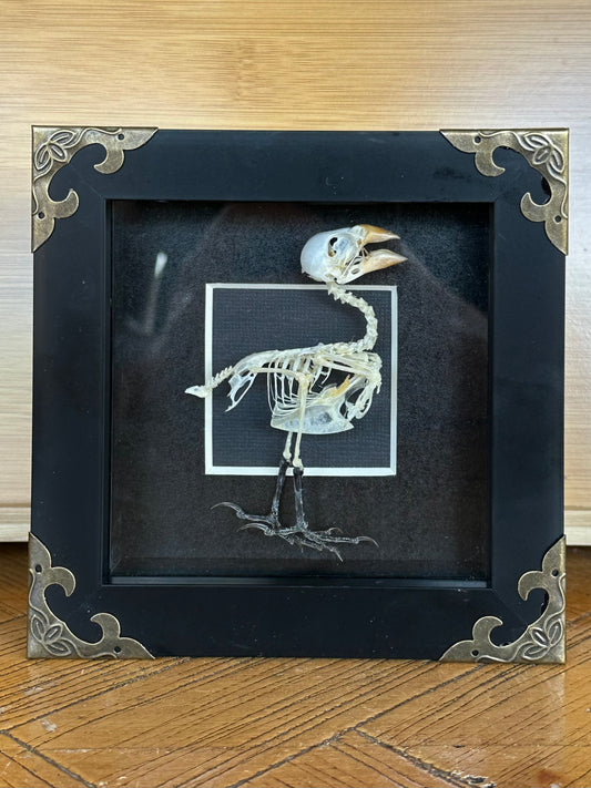 SPECIMEN FRAME - Finch Skeleton
