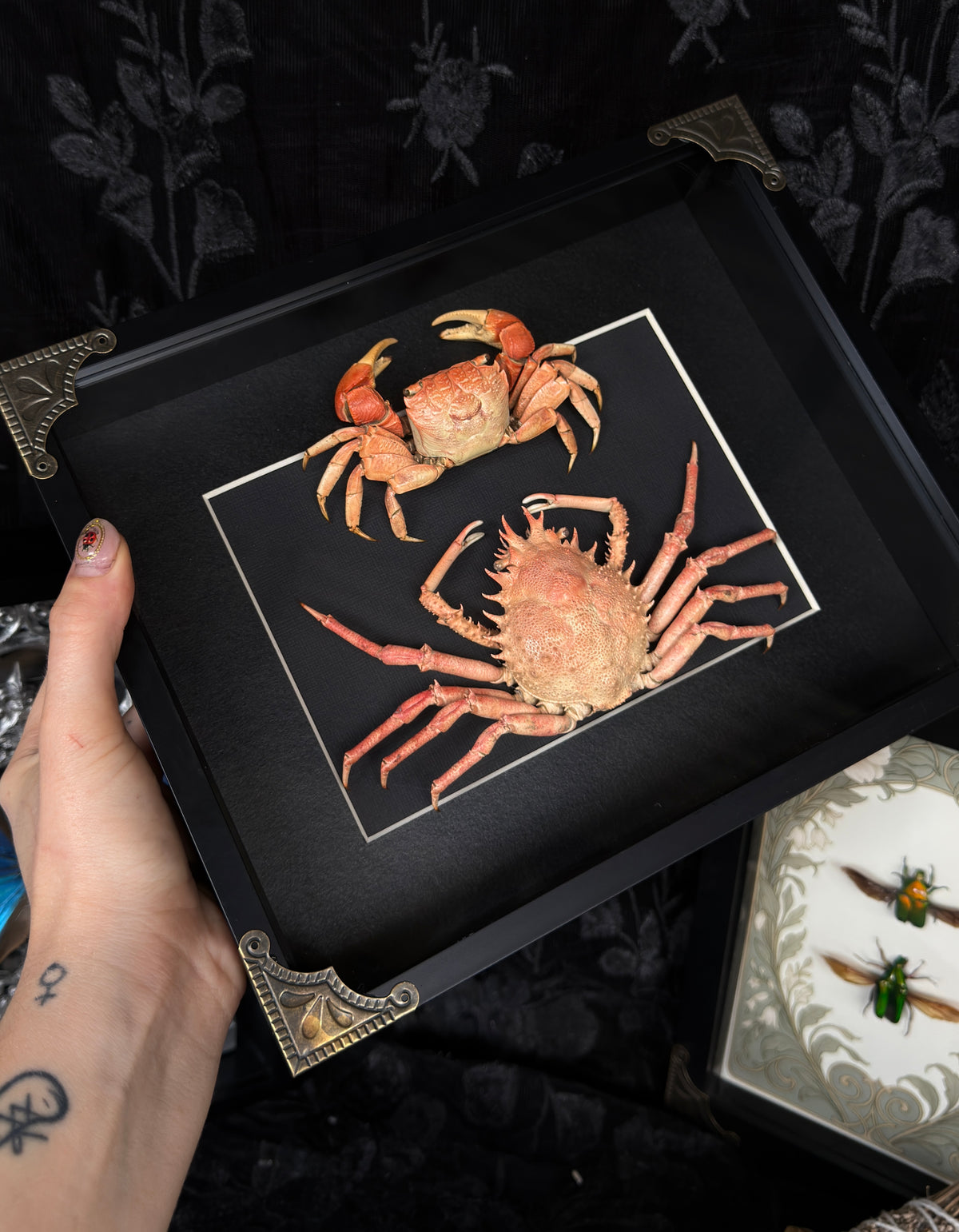 CRAB DUO - Mangrove crab & Schiz crab A4 Framed Specimen