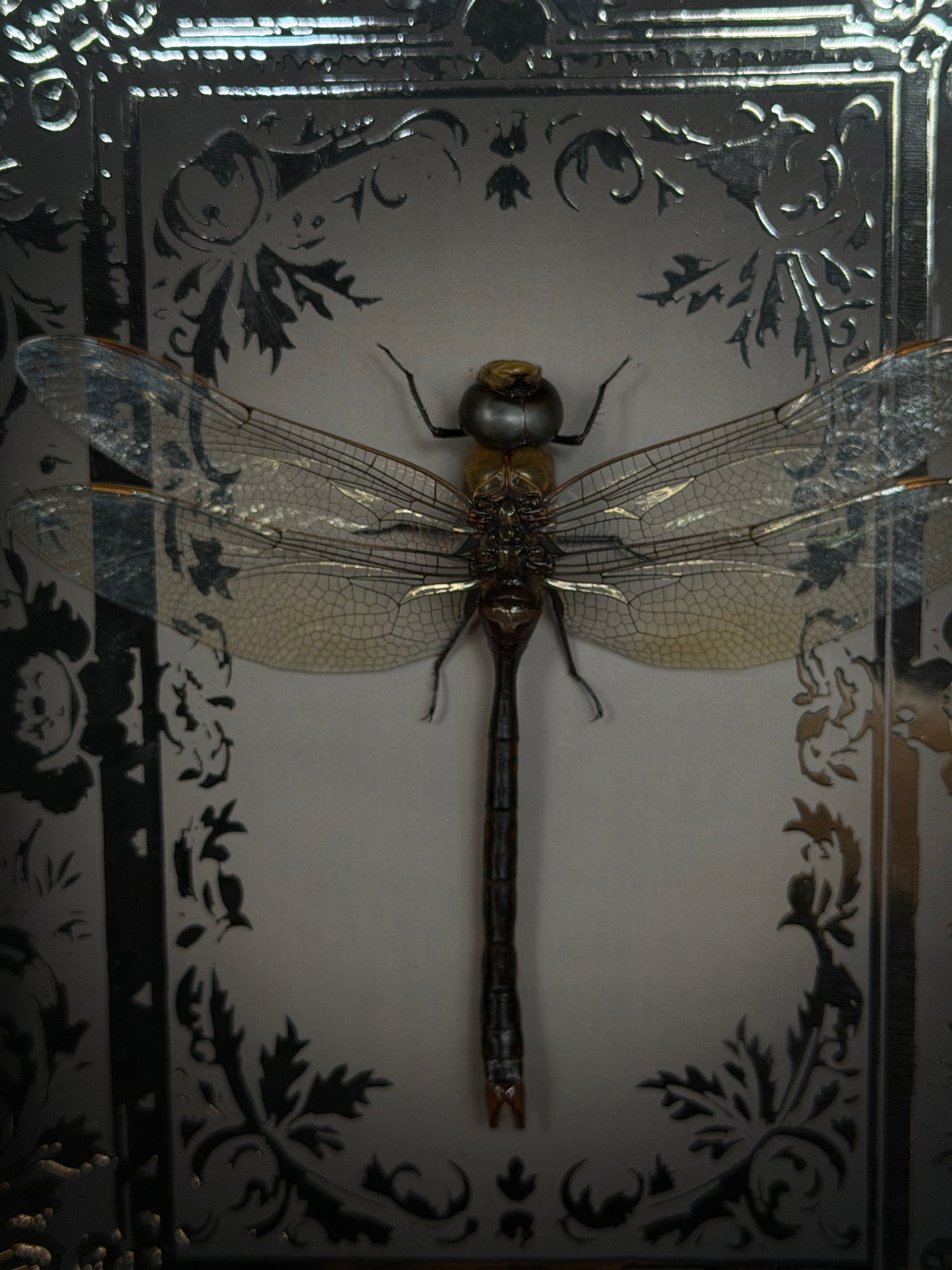 DRAGONFLY SHADOW BOX