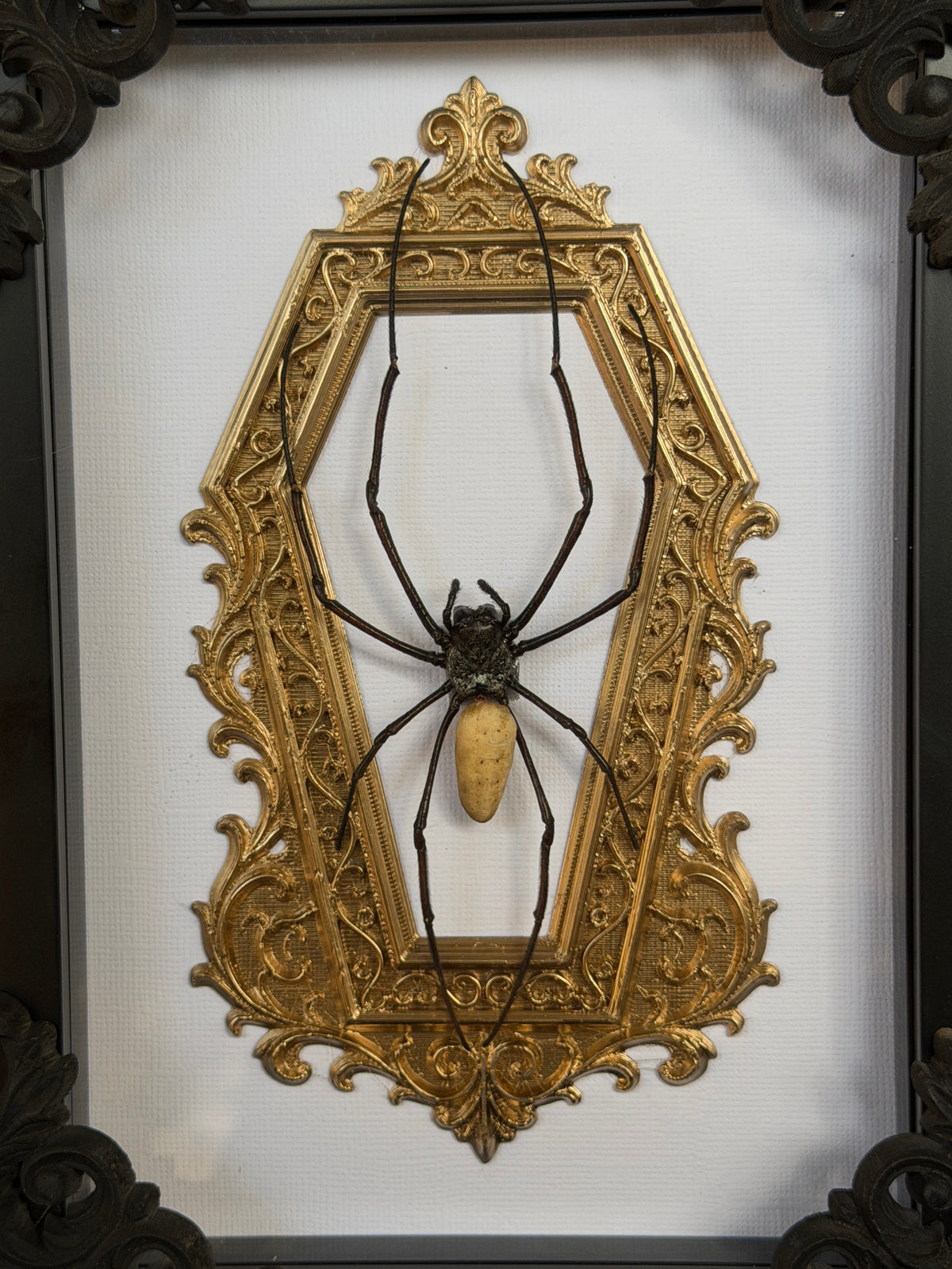 Gold Orb Weaver Spider Nephila vitiana Frames Specimen