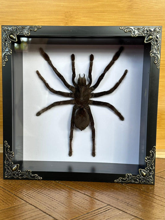 SPECIMEN FRAME - Selenocismia Dolichoplectra Tarantula (L)