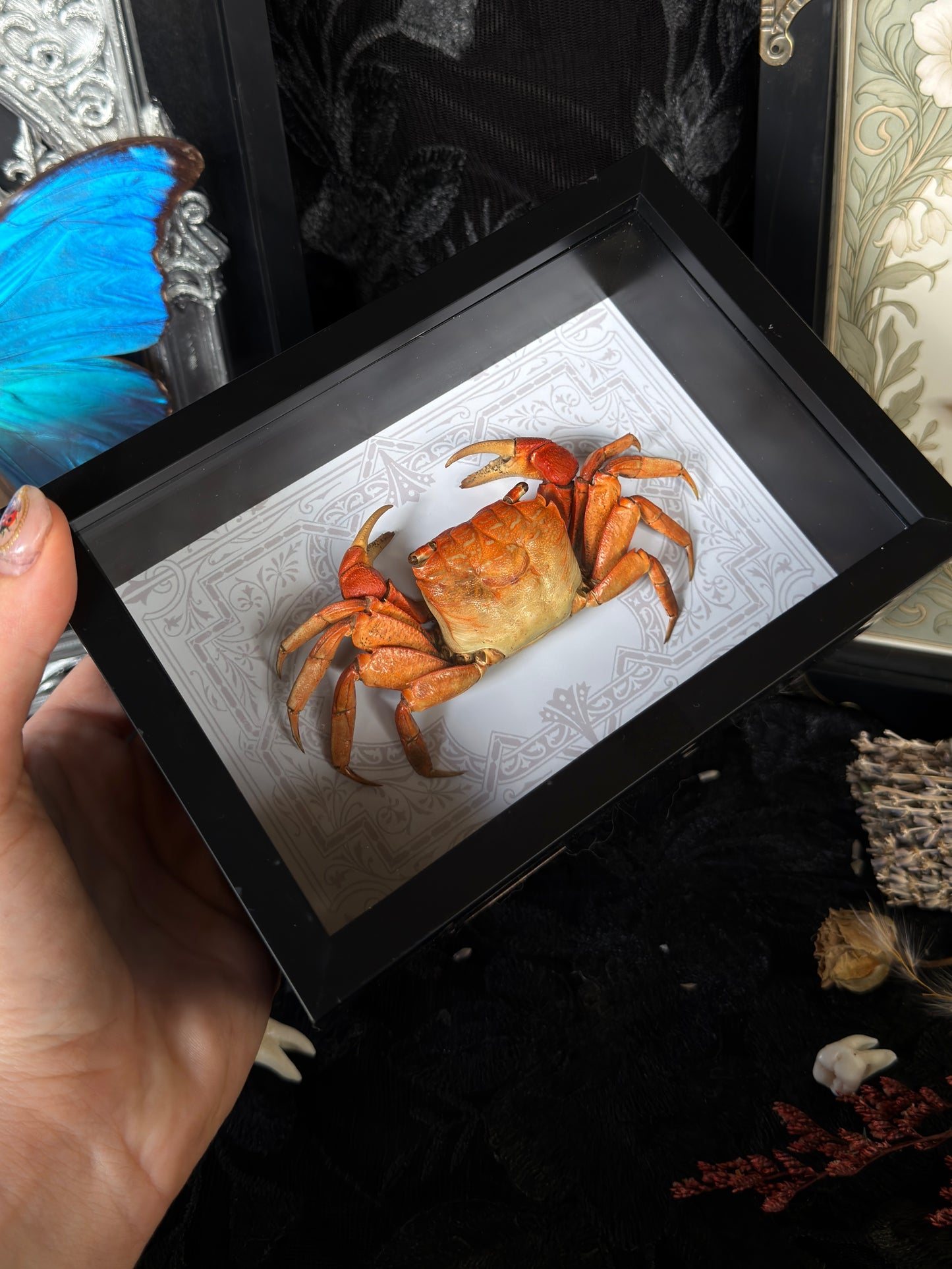 MANGROVE CRAB - Deep Set Specimen Frame