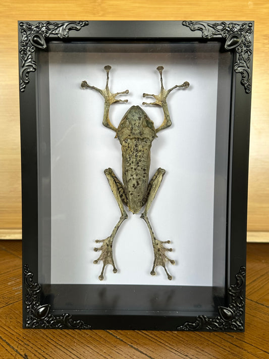 SPECIMEN FRAME - Frog Polypedates Otilophus (M)
