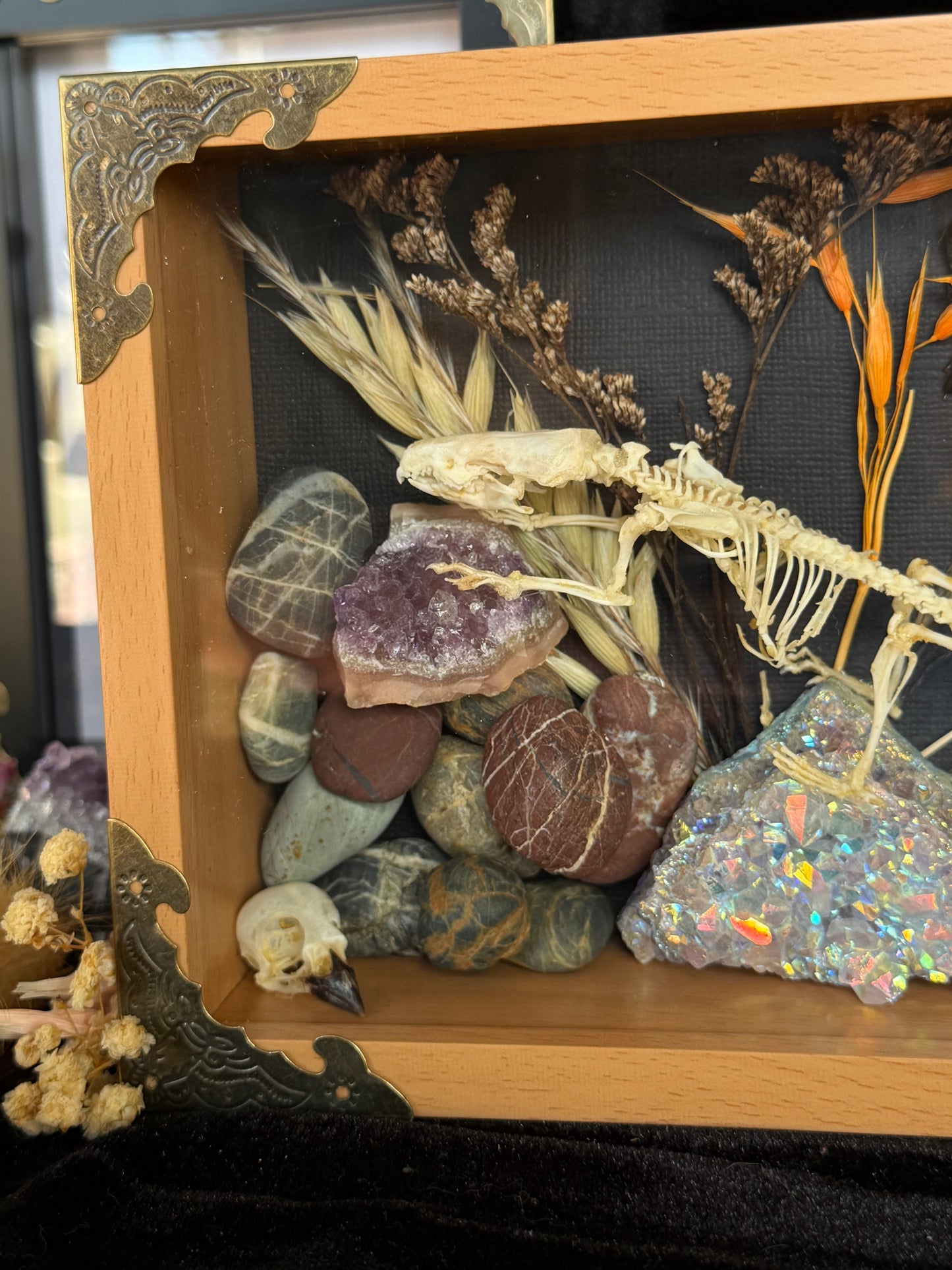 Scandentia/Tree Shrew skeleton,  Passerine Bird Skull & Carpenter Bee Framed Specimen